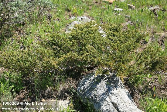 Common Juniper