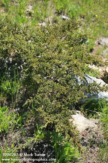 Common Juniper