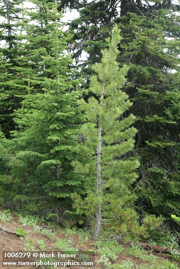 Whitebark Pine by Subalpine Fir