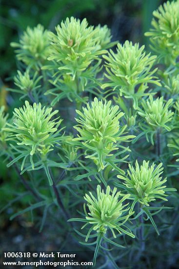 Deer Paintbrush