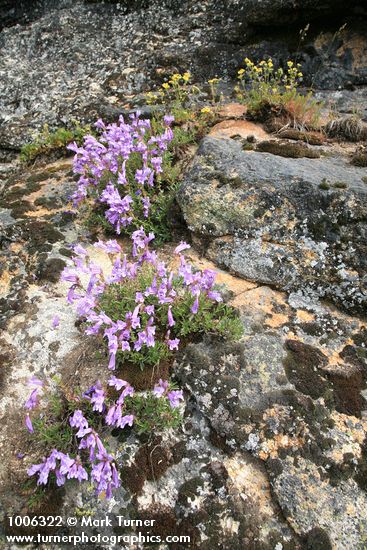 Penstemon fruticosus