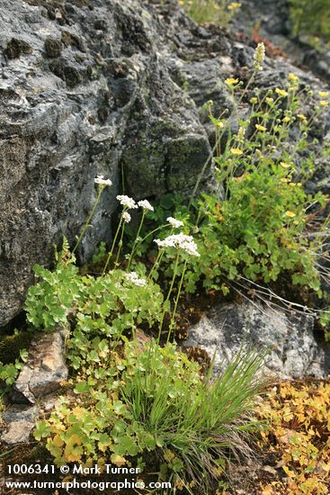 Buttercup-leaf Mock Brookfoam w/ Sticky Cinquefoil bkgnd
