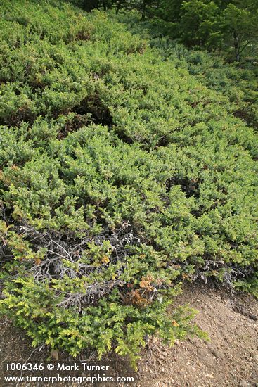 Common Juniper