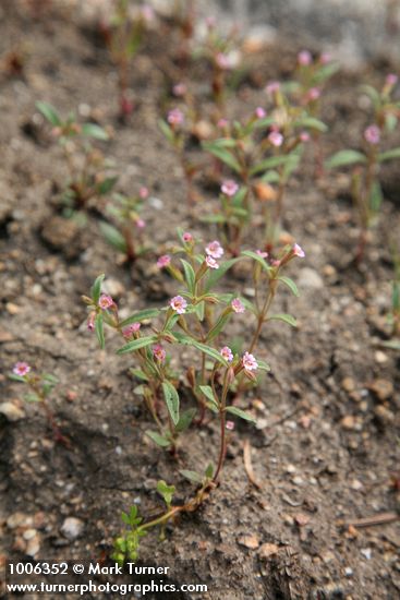 Brewer's Monkeyflower