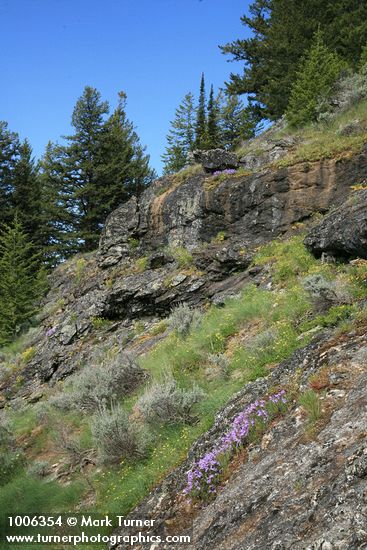 Penstemon fruticosus