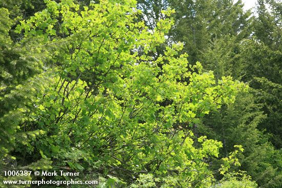 Douglas Maple
