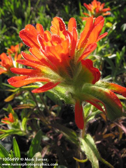 Harsh Paintbrush bracts detail, backlit