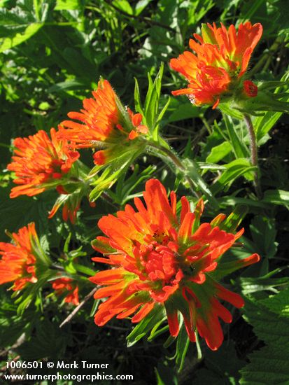 Harsh Paintbrush, backlit