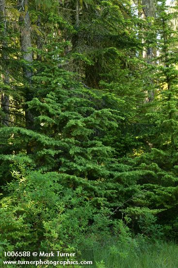 Mountain Hemlock