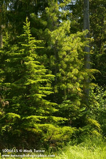 Subalpine Fir w/ Western White Pine