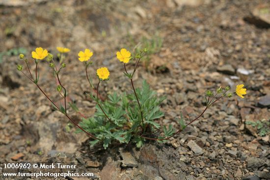 Potentilla glaucophylla