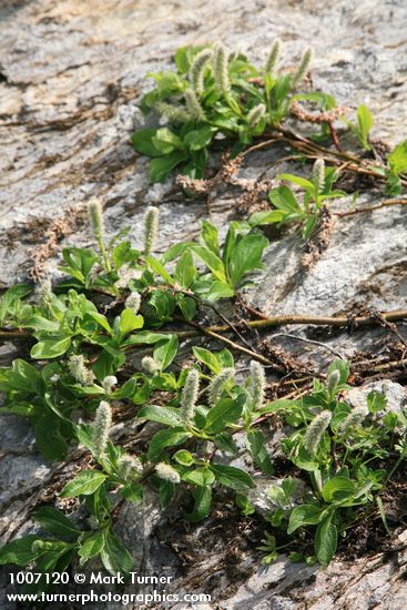 Arctic Willow (male)