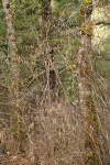 Redwood Highway