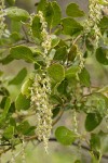 Fremont's Silktassel male blossoms & foliage detail
