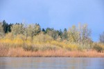 Minto-Brown Island Park, Salem, Oregon