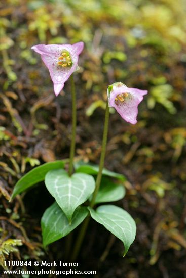Viola primulifolia ssp. occidentalis