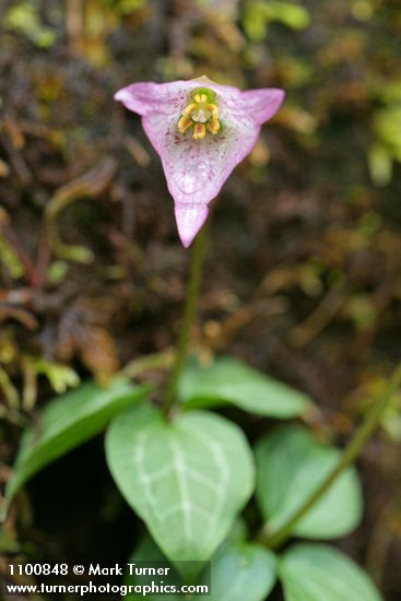 Viola primulifolia ssp. occidentalis