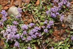 Siskiyou Mat blossoms & foliage