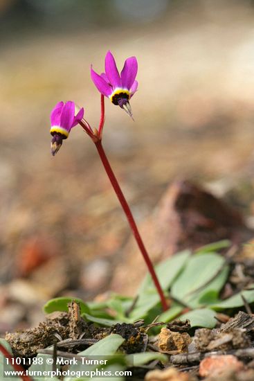 Primula hendersonii