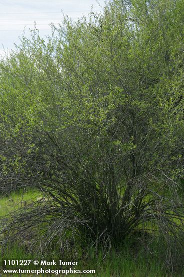 BIrchleaf Mountain Mahogany
