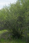 BIrchleaf Mountain Mahogany