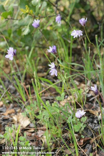 Blue Dicks