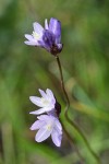 Blue Dicks blossoms