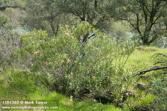 Oleander