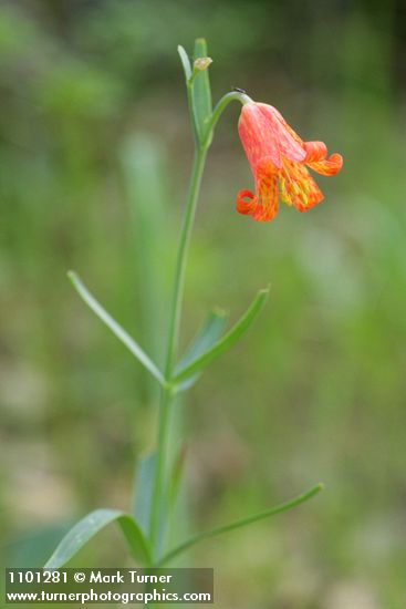 Red Bells