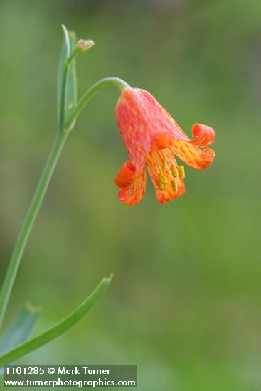 Red Bells blossom