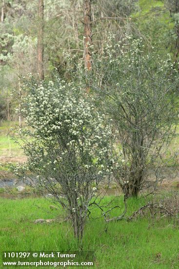 Buckbrush