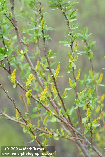 Red Willow male aments & new foliage