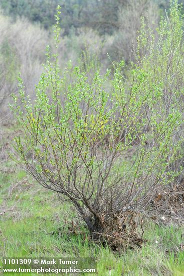 Red Willow (male)