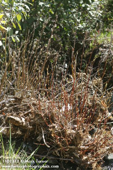 Brewer's Willow