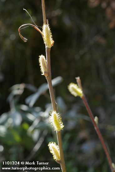 Brewer's Willow male aments