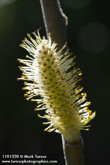 Brewer's Willow male ament detail