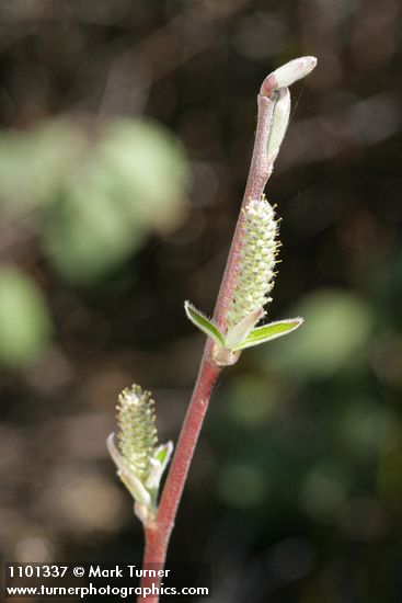 Brewer's Willow female aments