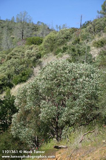 Sticky Whiteleaf Manzanita