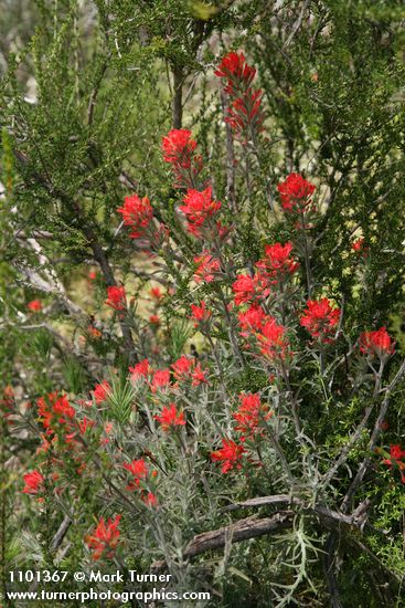Woolly Paintbrush