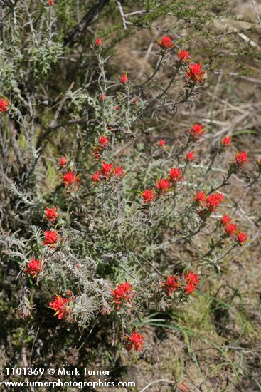 Woolly Paintbrush
