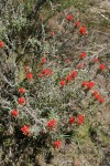 Woolly Paintbrush