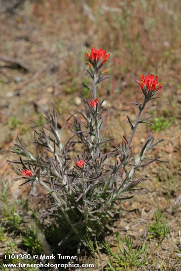 Woolly Paintbrush