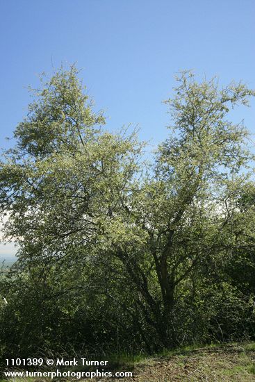 Birchleaf Mountain Mahogany