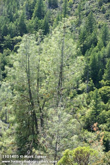 Grey (Ghost) Pines