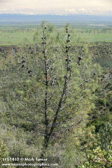 Grey (Ghost) Pine