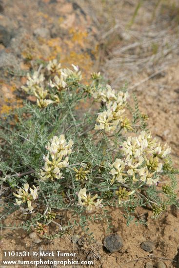 Leiberg's Milk-vetch