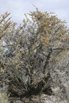 Silver Buffaloberry