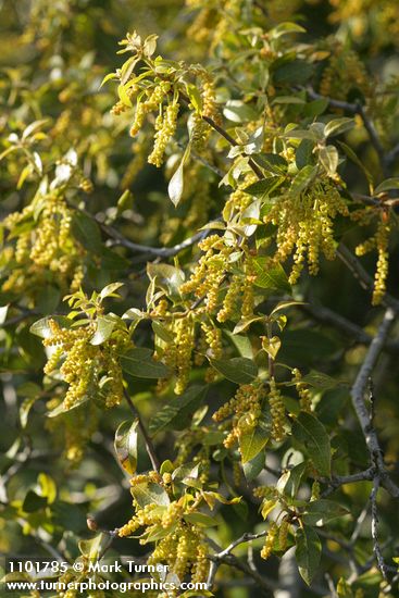 Canyon Live Oak new foliage & blossoms