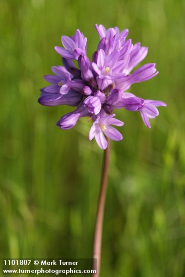 Blue Dicks blossoms