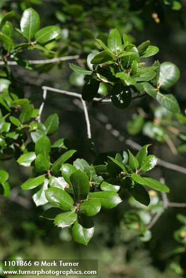 Hollyleaf Redberry foliage